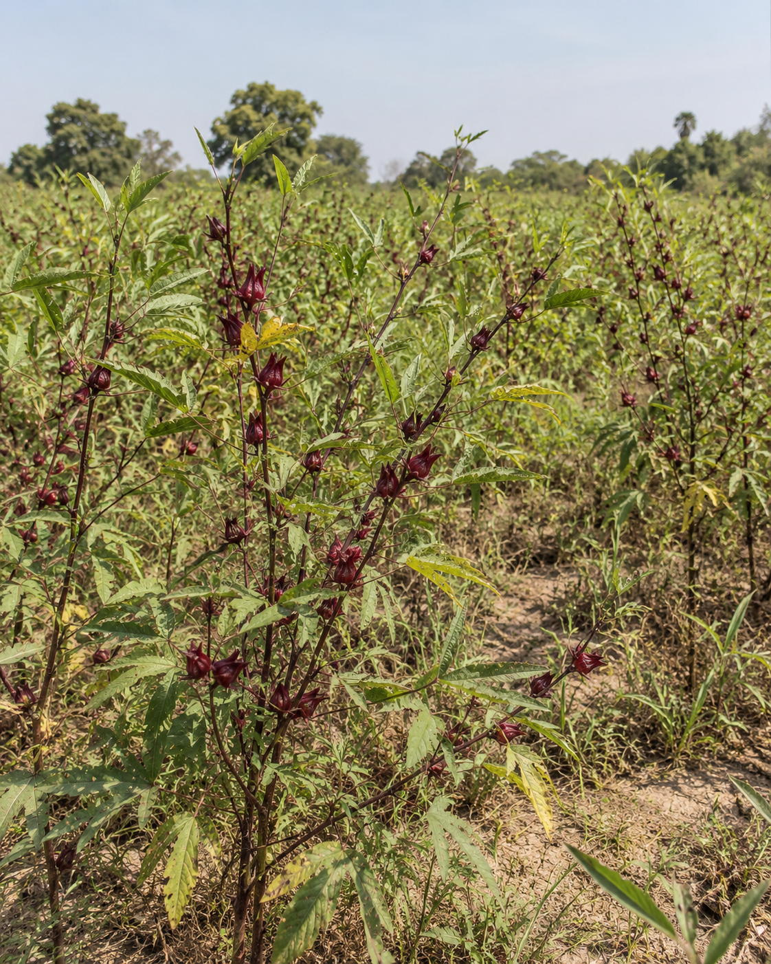 Un champ de roselle, l’hibiscus utilisé pour le bissap