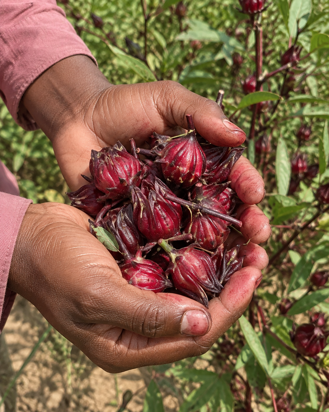 Des mains tiennent une poignée de calices de roselle récoltés